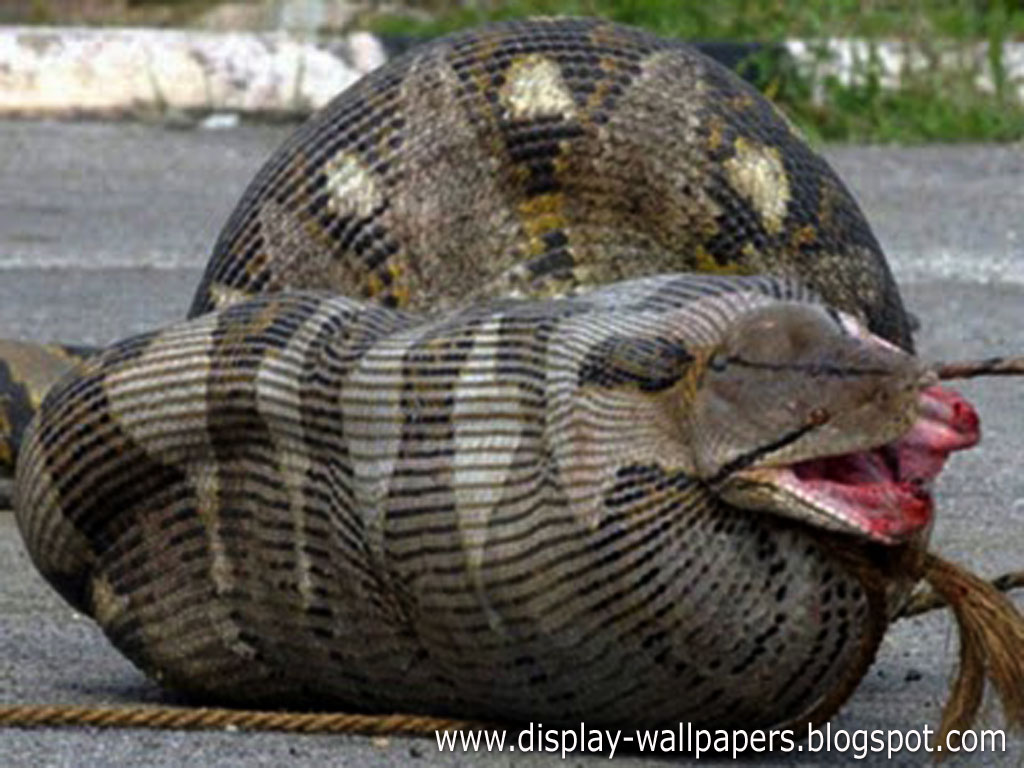 Great Anaconda Snake Wallpaper Desktop