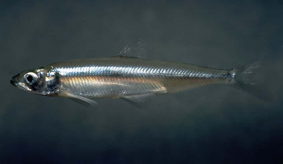 Freshwater Smelt Side Wallpaper