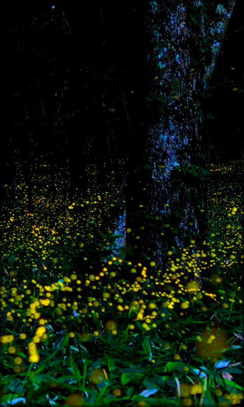 Fireflies Live Wallpaper For Your Android Phone