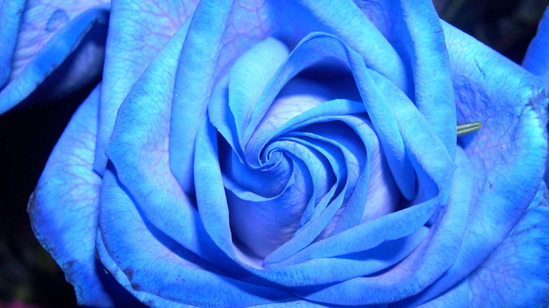 Blue Rose On A Dark Background Wallpaper And Image
