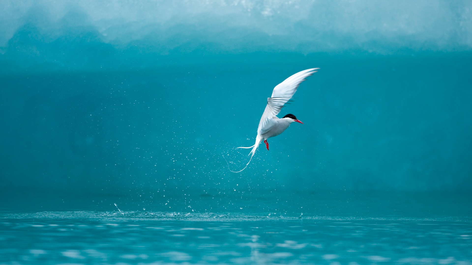 Fishing In The Ice Of Arctic Tern Wallpaper