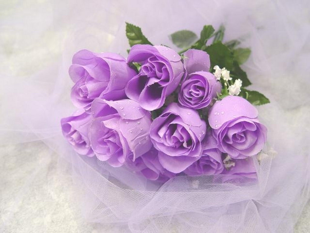 Purple And White Rose Wallpaper Image Amp Pictures Becuo