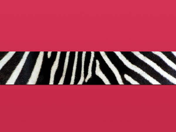 Zebra Print Background For Puters