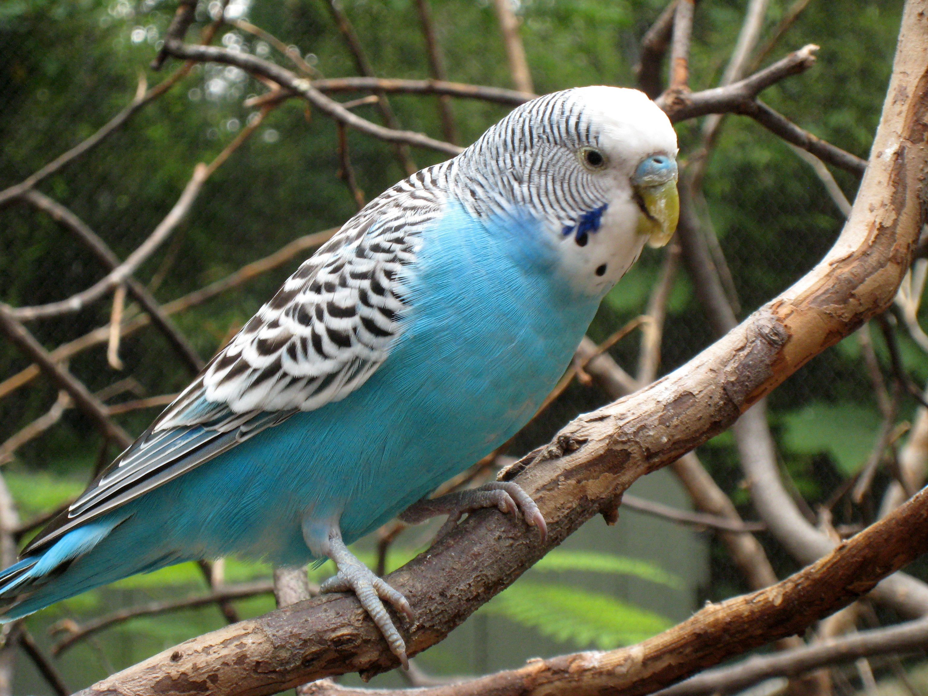 Budgie HD Wallpaper Background Image