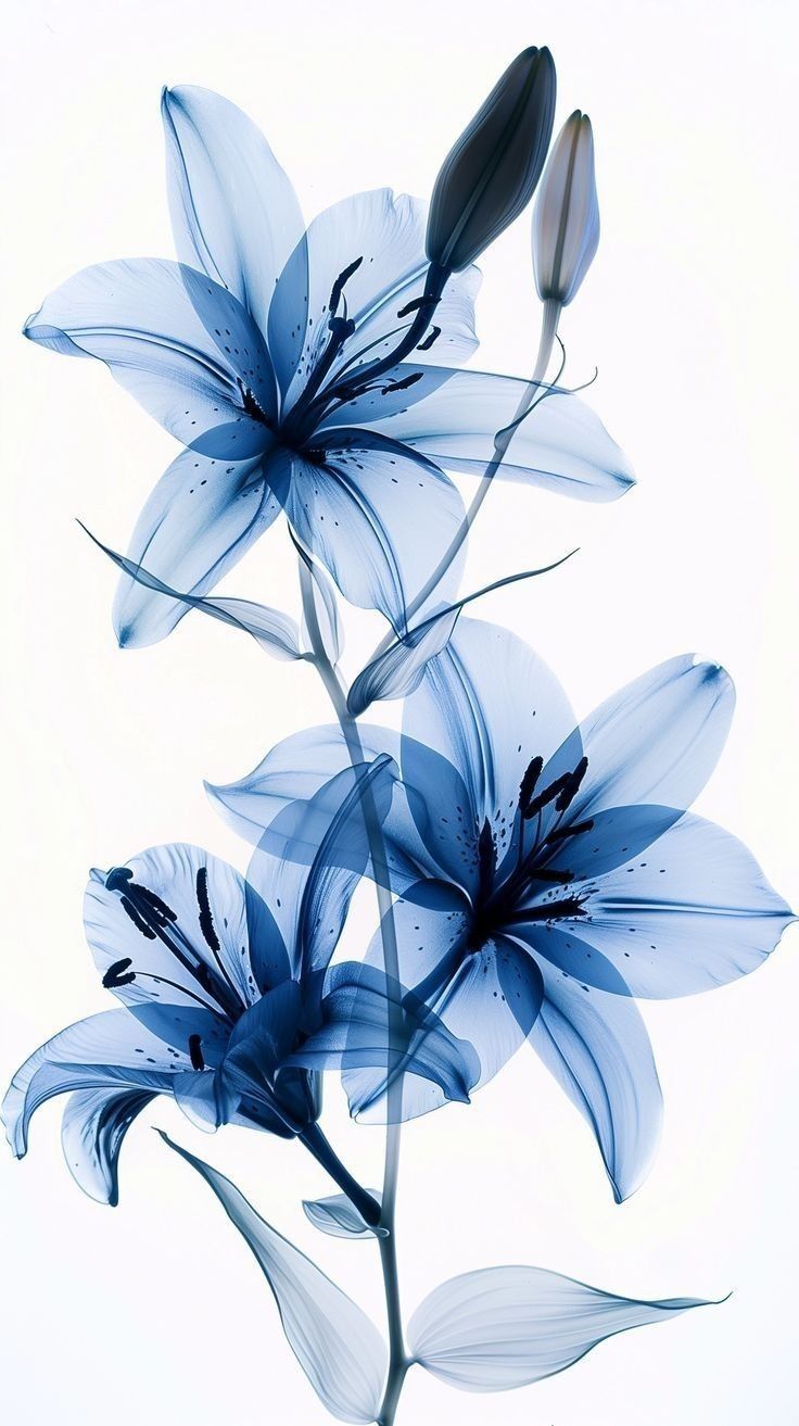 Simge On Wallpaper
