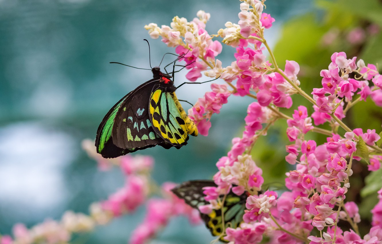Wallpaper Flowers Butterfly Fleur Walton Pink Flowrs Image For