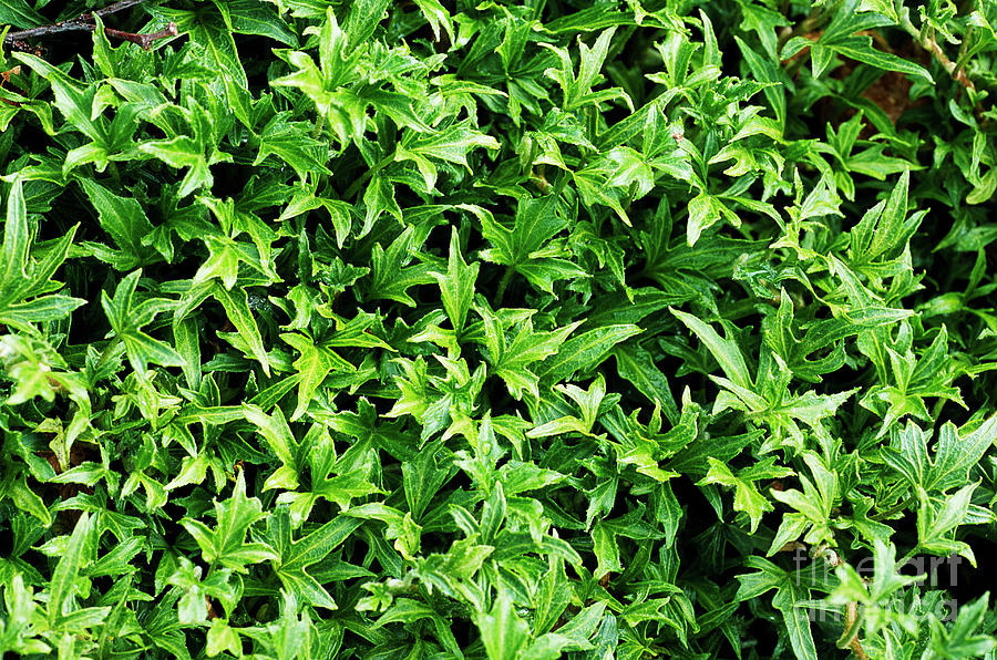 Hedera Helix English Ivy Pc Android iPhone And iPad Wallpaper
