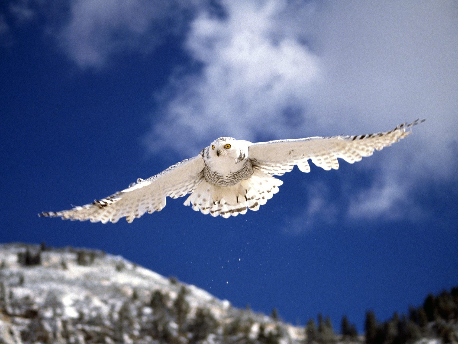 Follow the Piper SNOWY OWLS