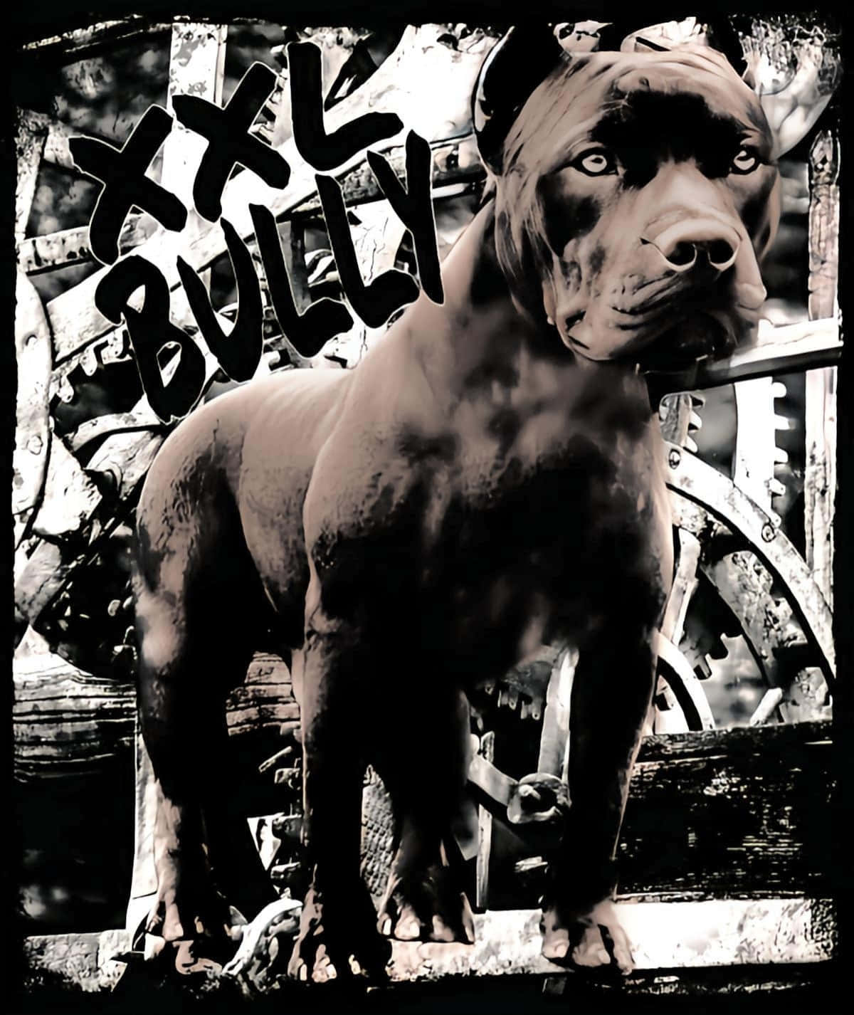 Black Pitbull X Hoyf4Ymfybcs33Gi Wallpaper