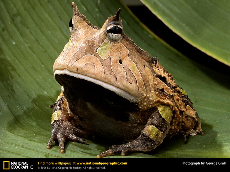Amazon Horned Frog Picture Desktop Wallpaper