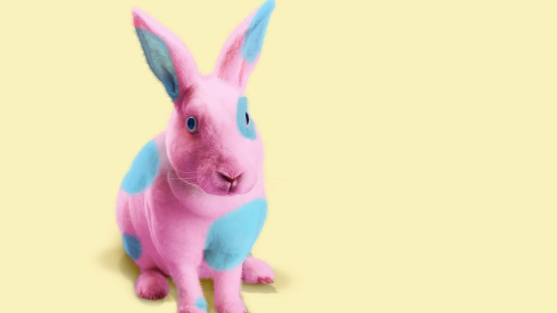 Pink Bunny With Blue Dots Wallpaper