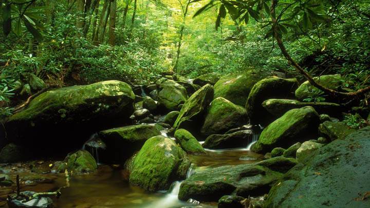 In Summer Great Smoky Mountains National Park Tennessee Wallpaper