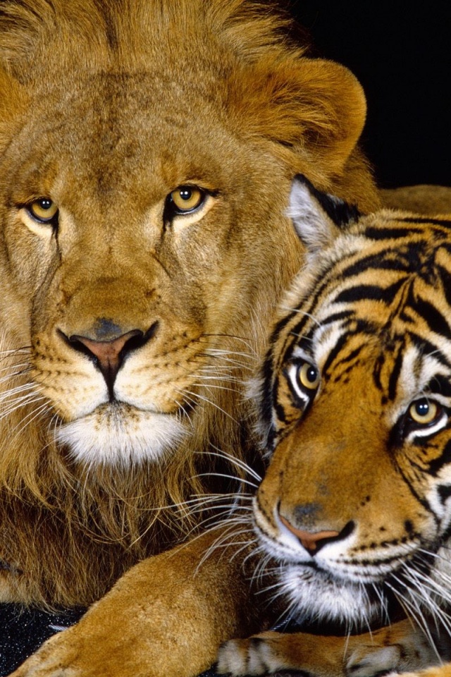 Lion And Tiger iPhone Wallpaper