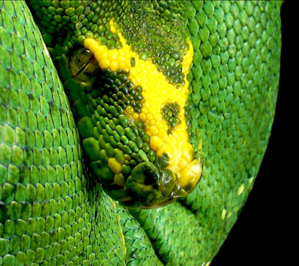 Photo Green Tree Python In The Album Animal Wallpaper By Kaorte