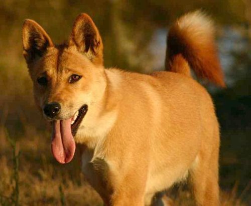 Interesting Dingo Facts My