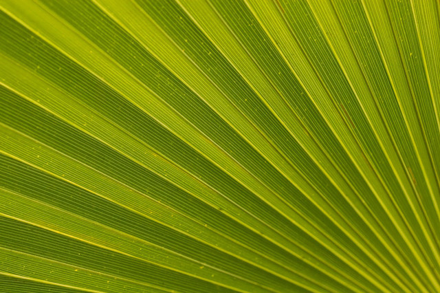 Palm Leaf Wall Art   Tropical   Wallpaper   by Murals Your Way 640x426