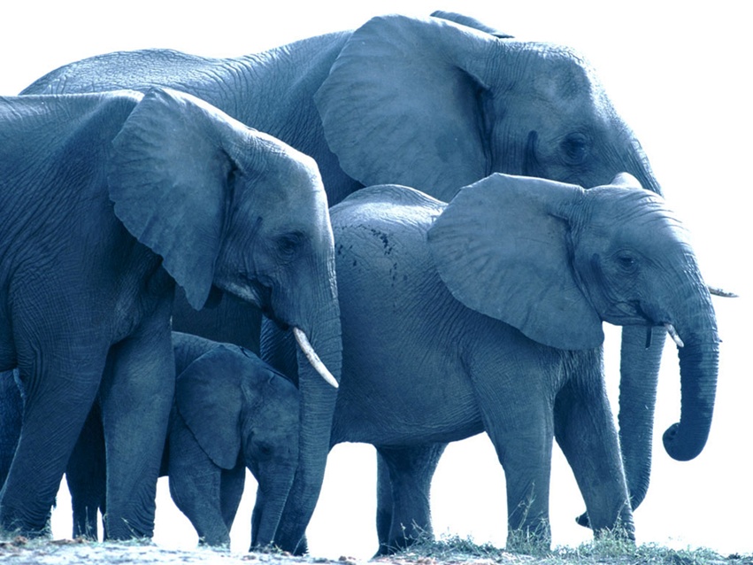 Elephant Wallpaper For Desktop