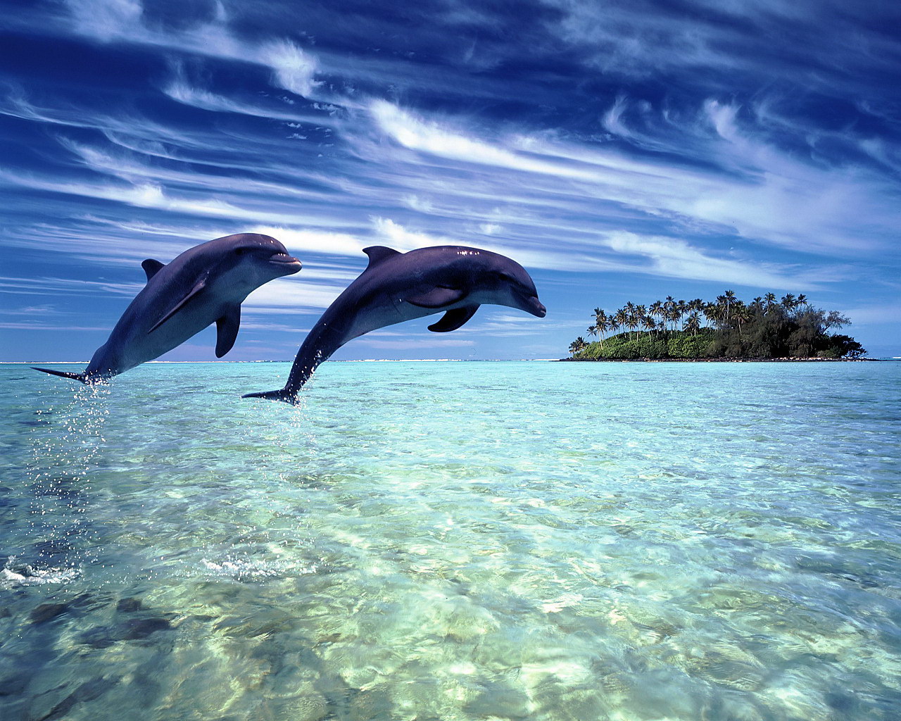 All World Wallpaper Animated Dolphins Fishes