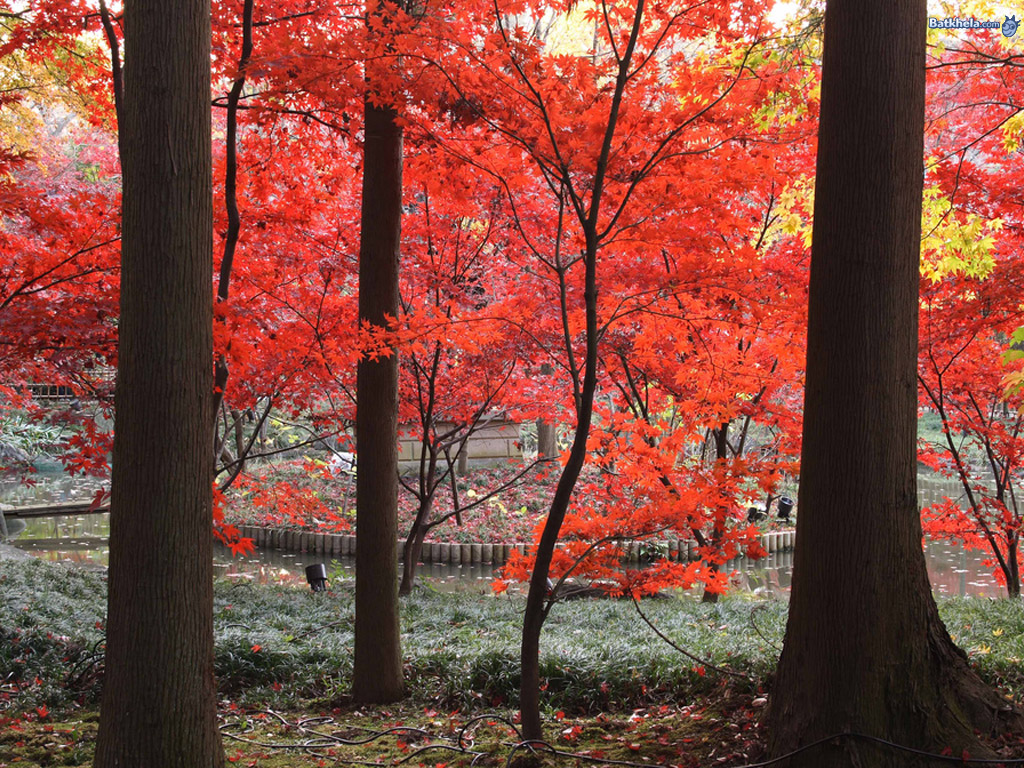 Red Tree Nature Wallpaper