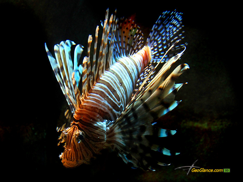 HD Wallpaper Lionfish