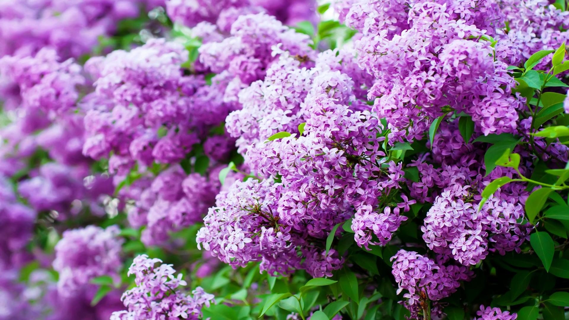 Sprung Lilac Blossom Purple Wallpaper   New HD Wallpapers
