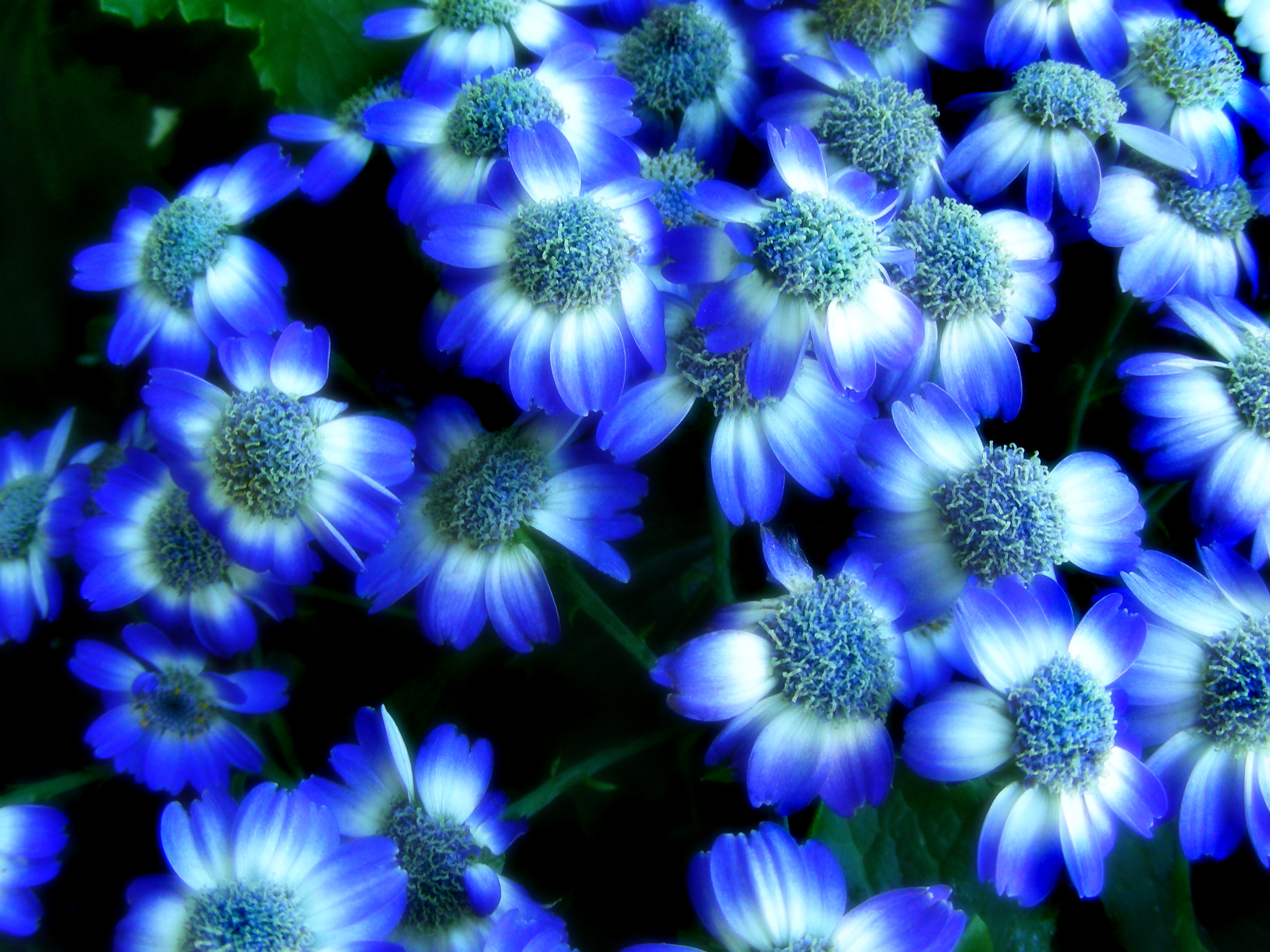 blue flower wallpapers