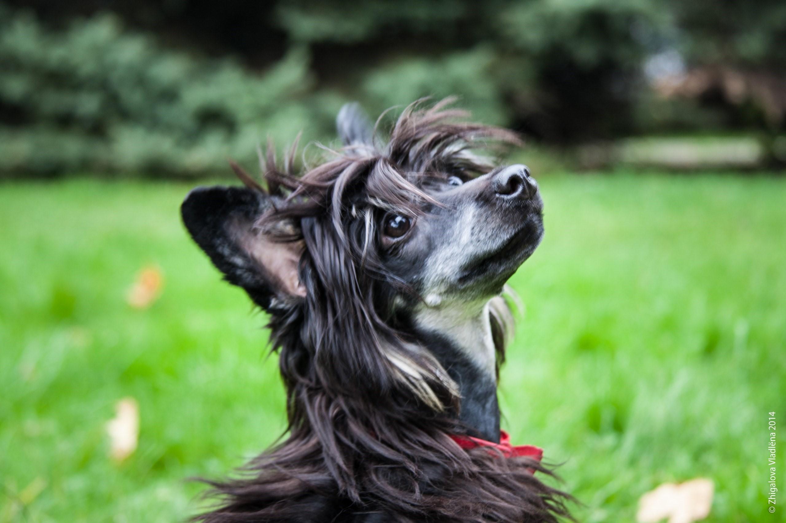 764302 Dogs Chinese Crested Black   Rare Gallery HD Wallpapers