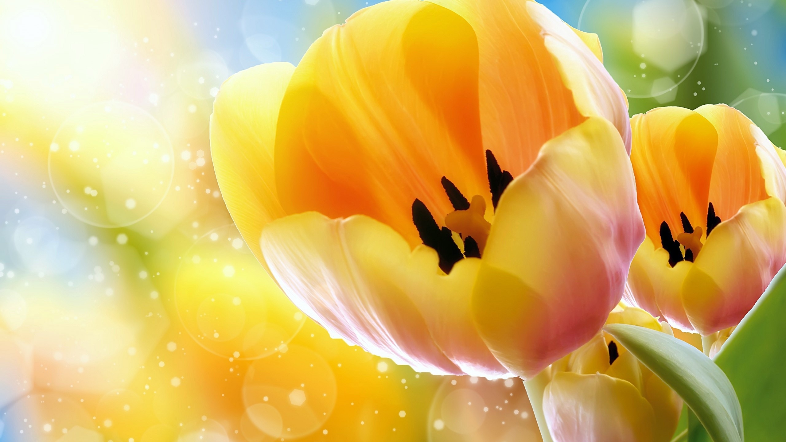 Content Uploads Figure Yellow Tulips HD Desktop Wallpaper Jpg