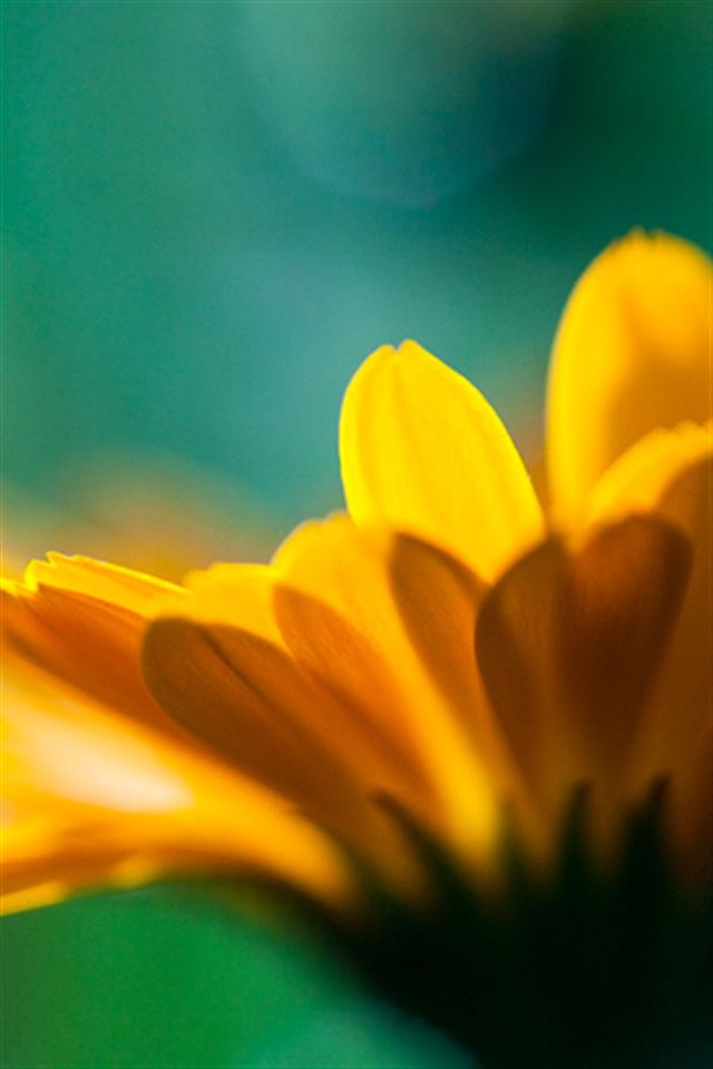 Yellow Flower Closeup iPhone Wallpaper S 3g