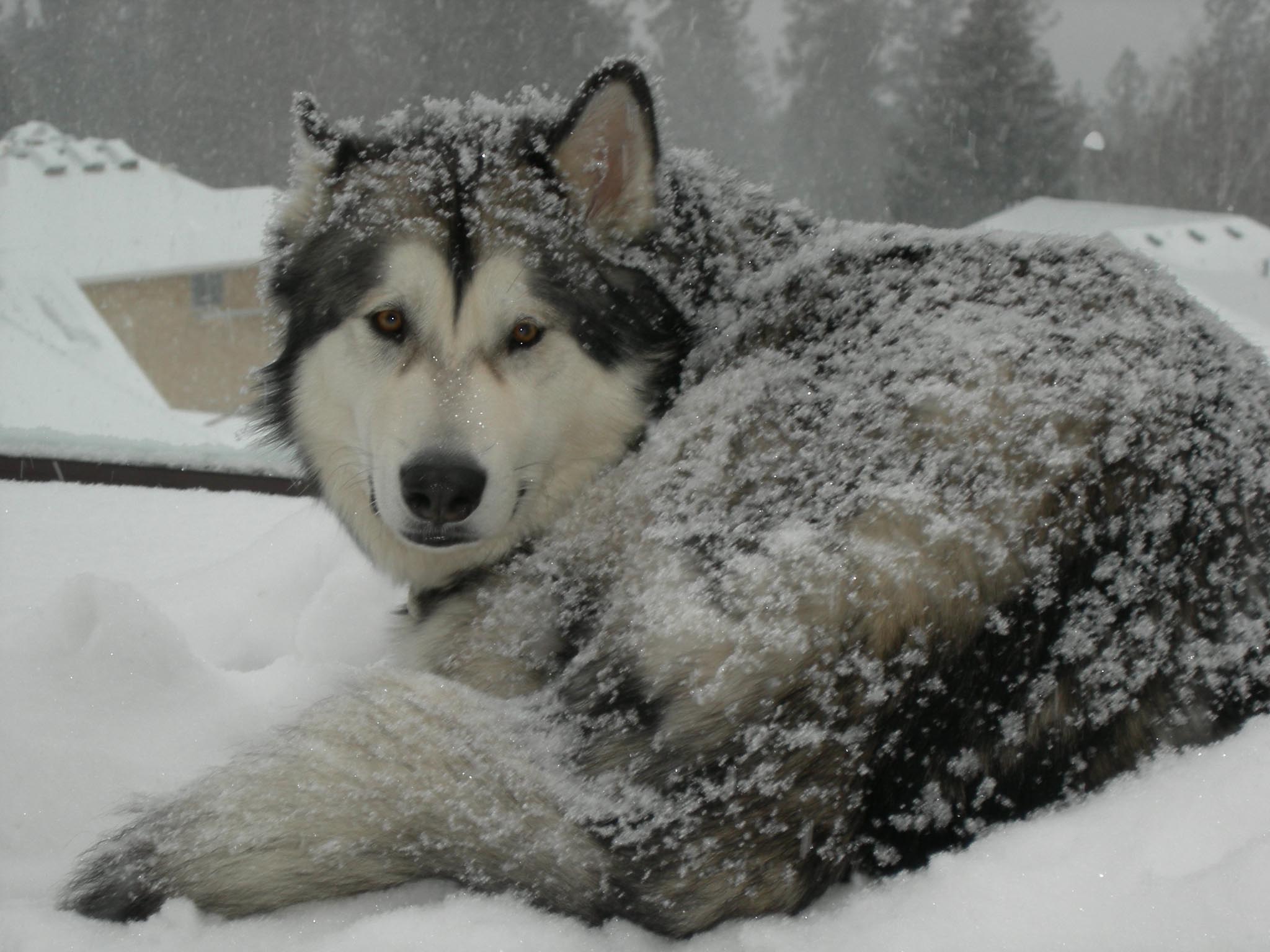 Dogs Alaskan Malamute On The Snow With Resolutions