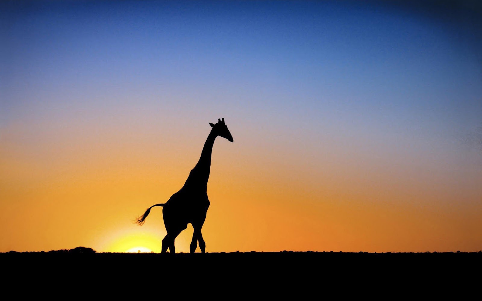 Giraffe Wallpaper Met Een En Ondergaande Zon HD