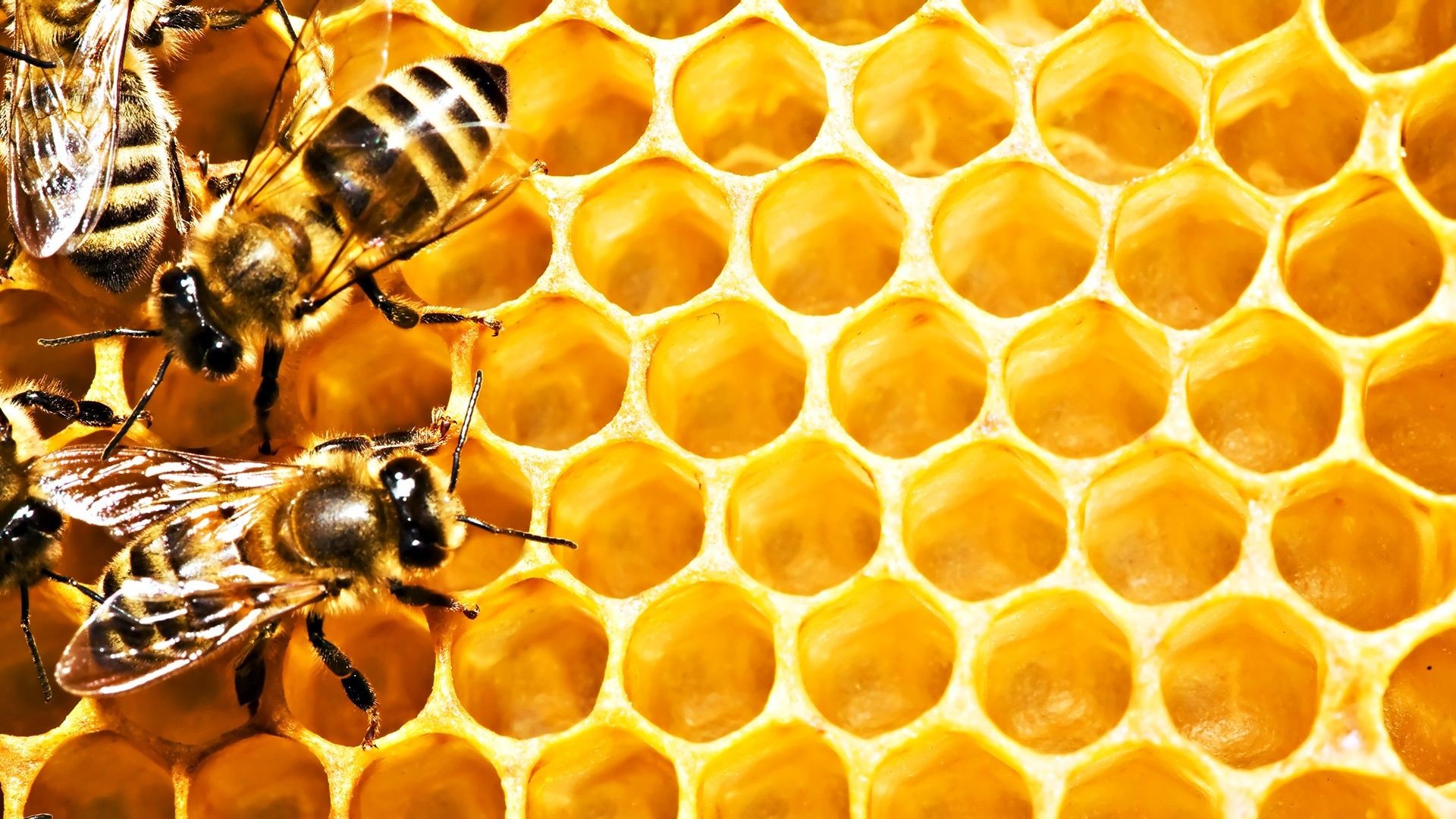 Bee Wallpaper