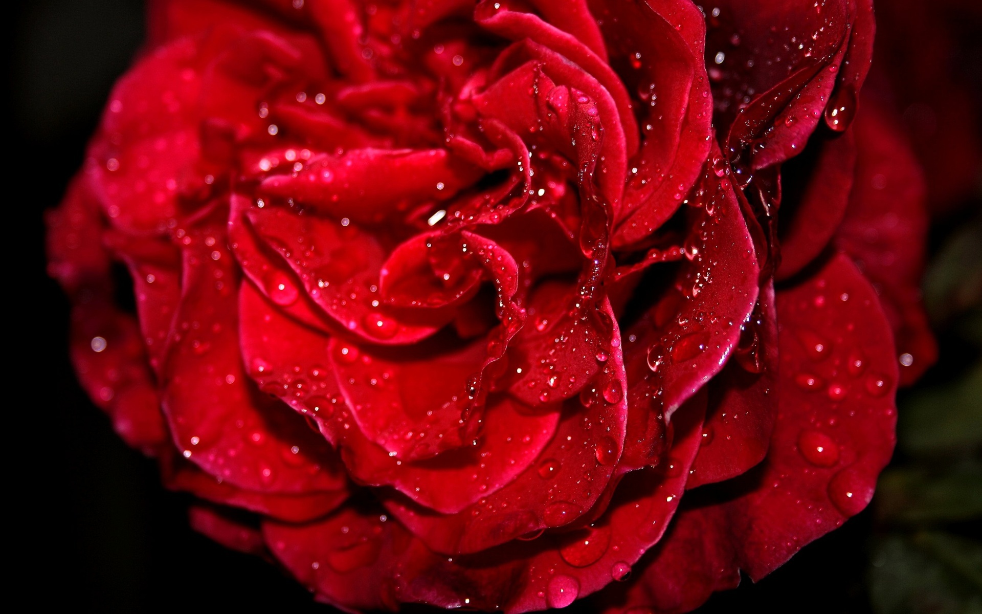 Fresh Red Rose Wallpaper HD