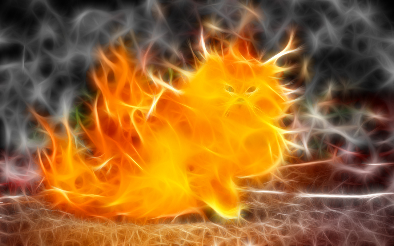Cats Fire Wallpaper Fractalius