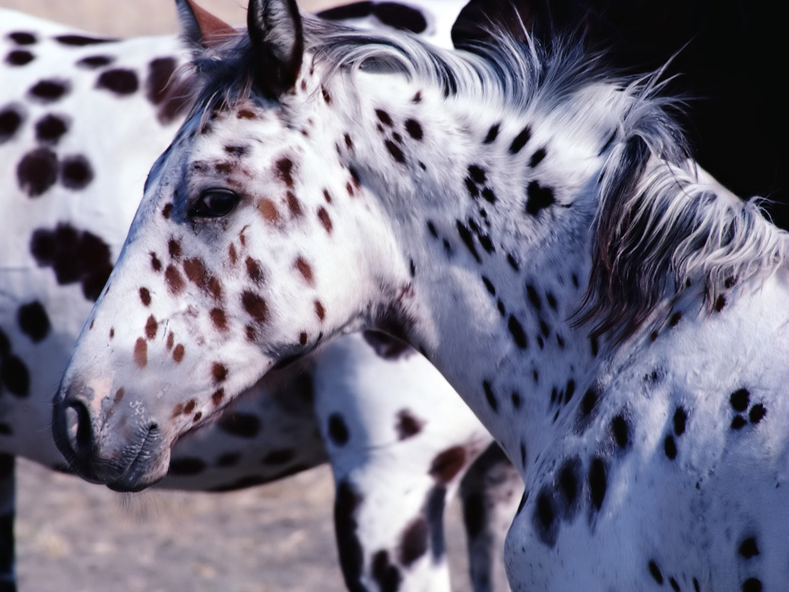 Animals Zoo Park Horses Wallpaper For Desktop