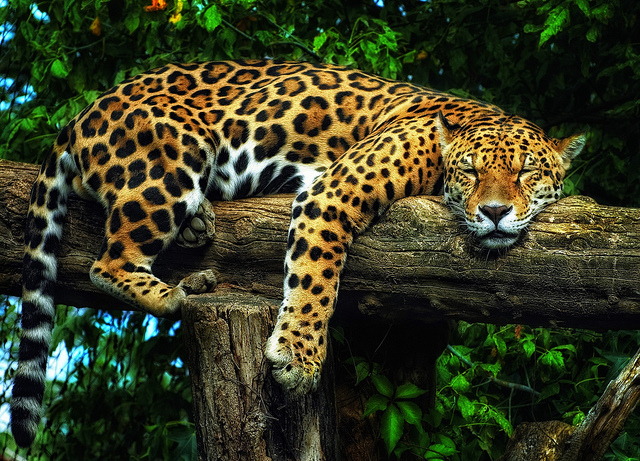 Jaguar Animals Pictures National Of Countries