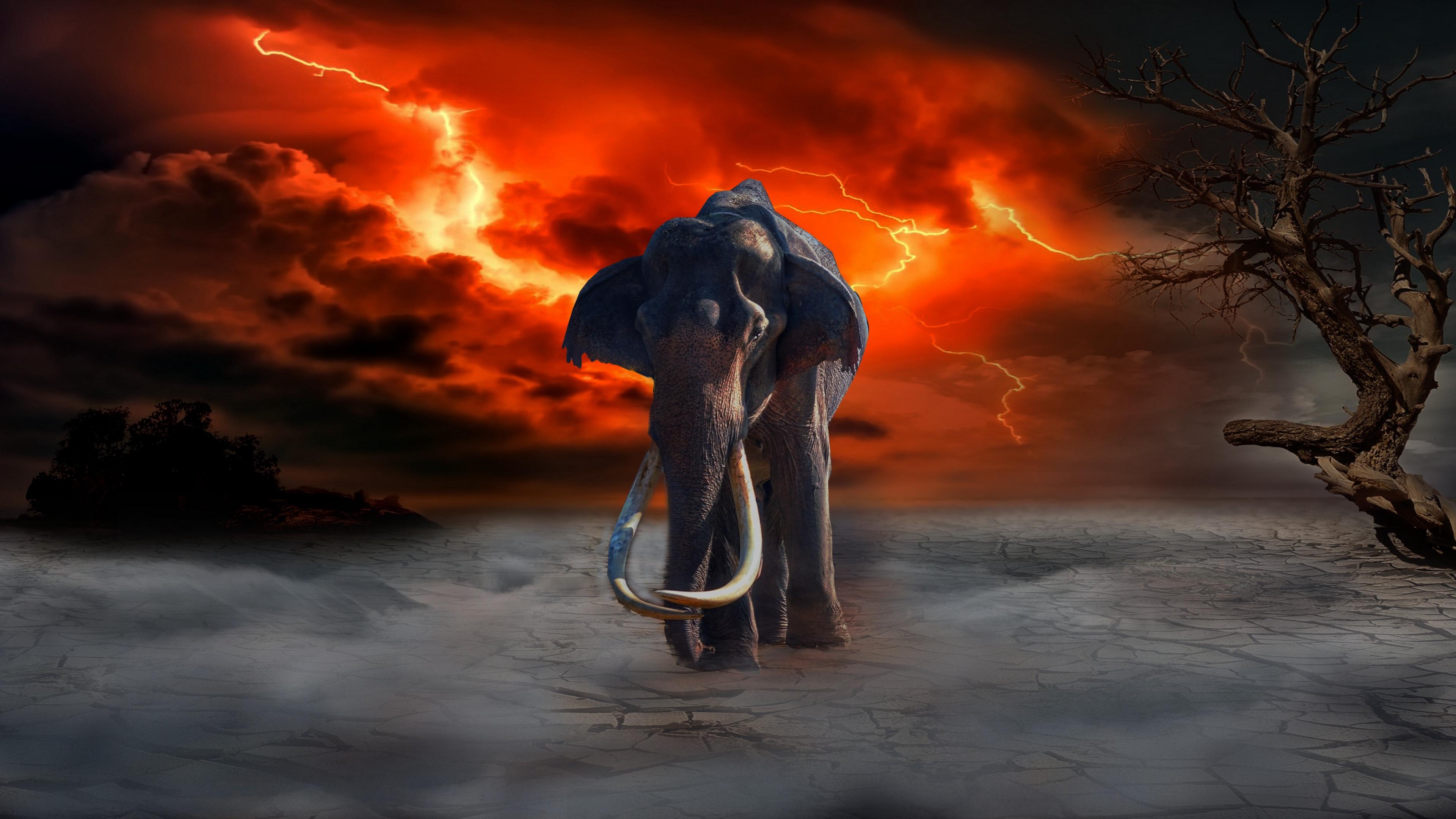 Wallpaper 4k Elephant Lightning Photoshop Fantasy