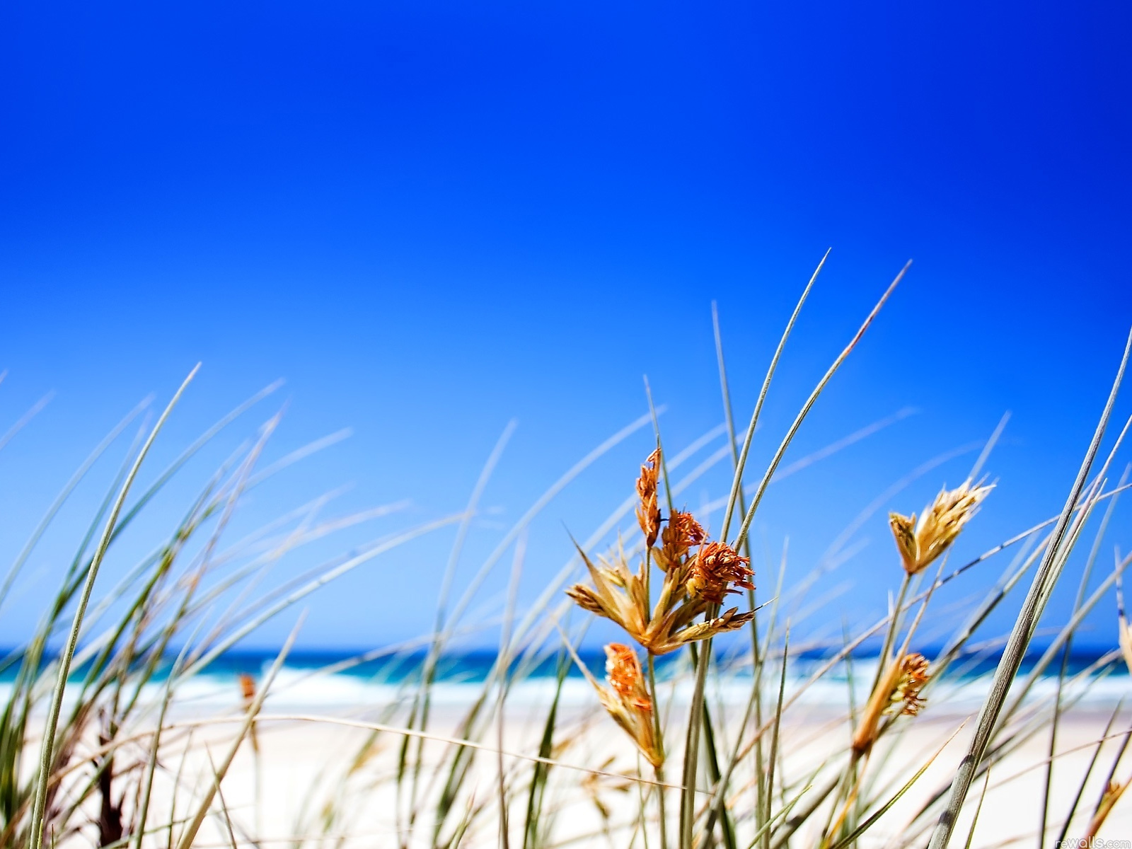 Summer Beach Grass Puter Desktop Wallpaper
