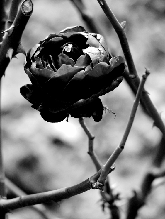 Wallpaper Black Rose By Flora Customize Org