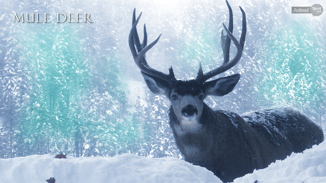 Deer Wallpaper For Desktop