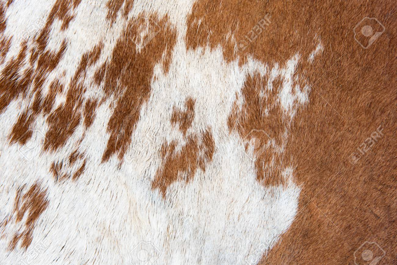 White And Brown Cow Skin Texture Background Stock Photo