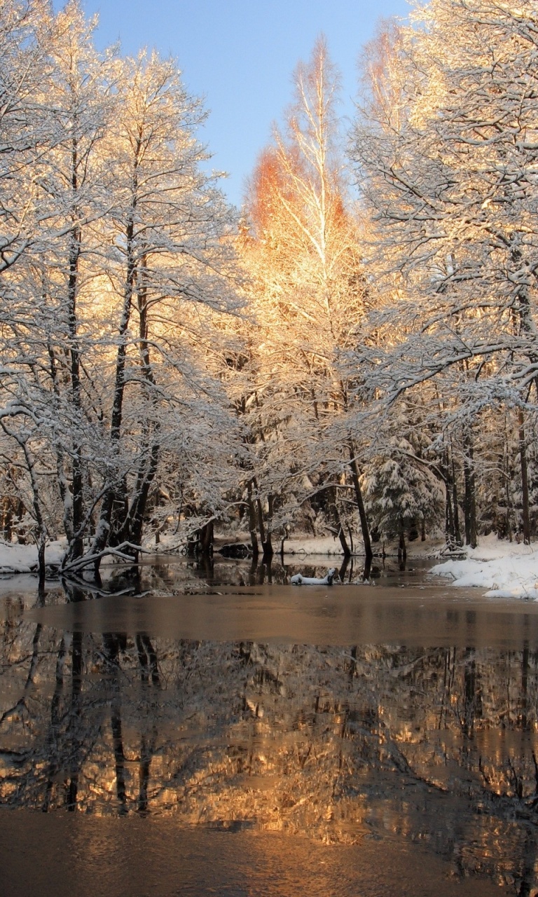 Winter Trees Snow Lake Nexus Wallpaper