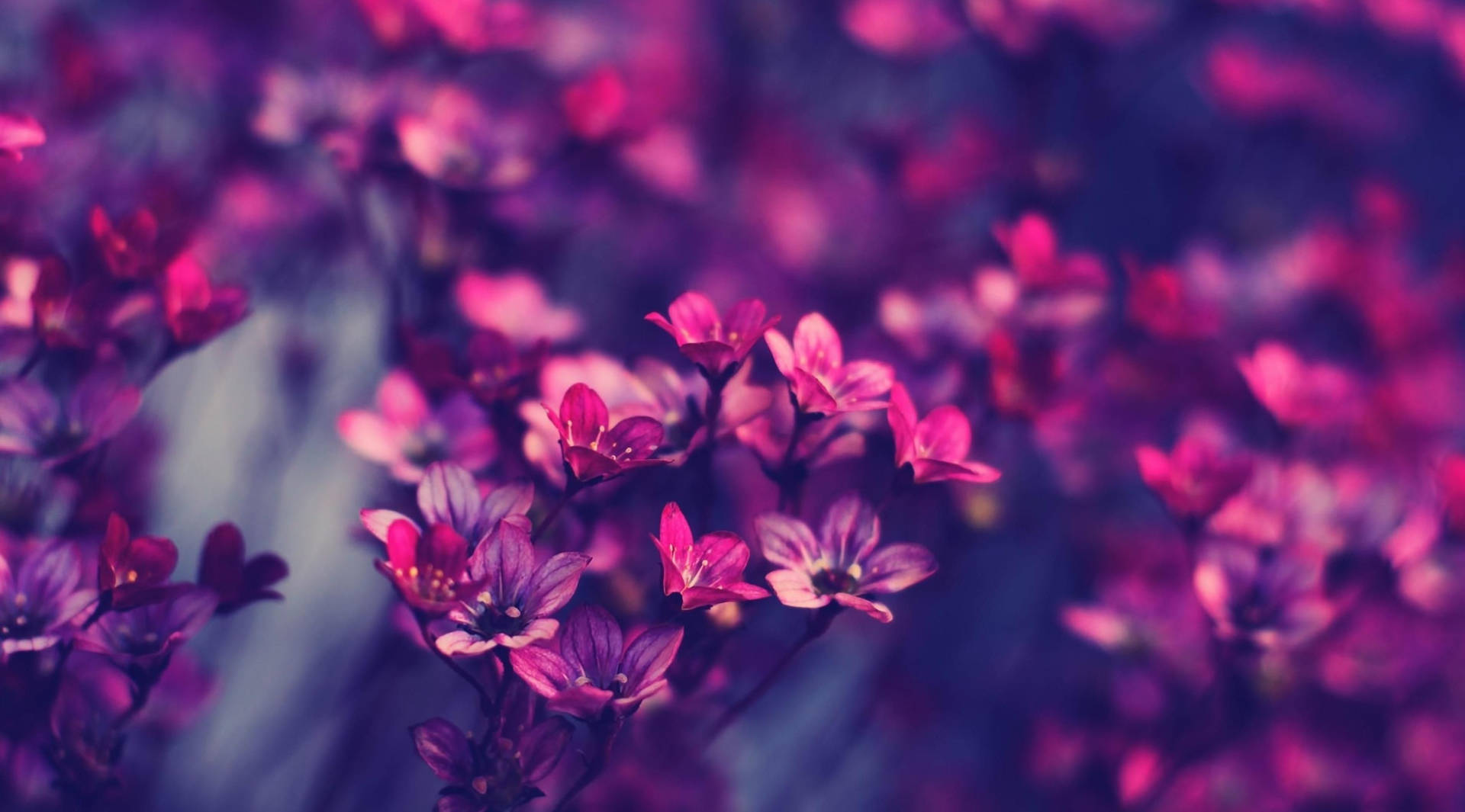 Purple Flower Desktop Wallpaper