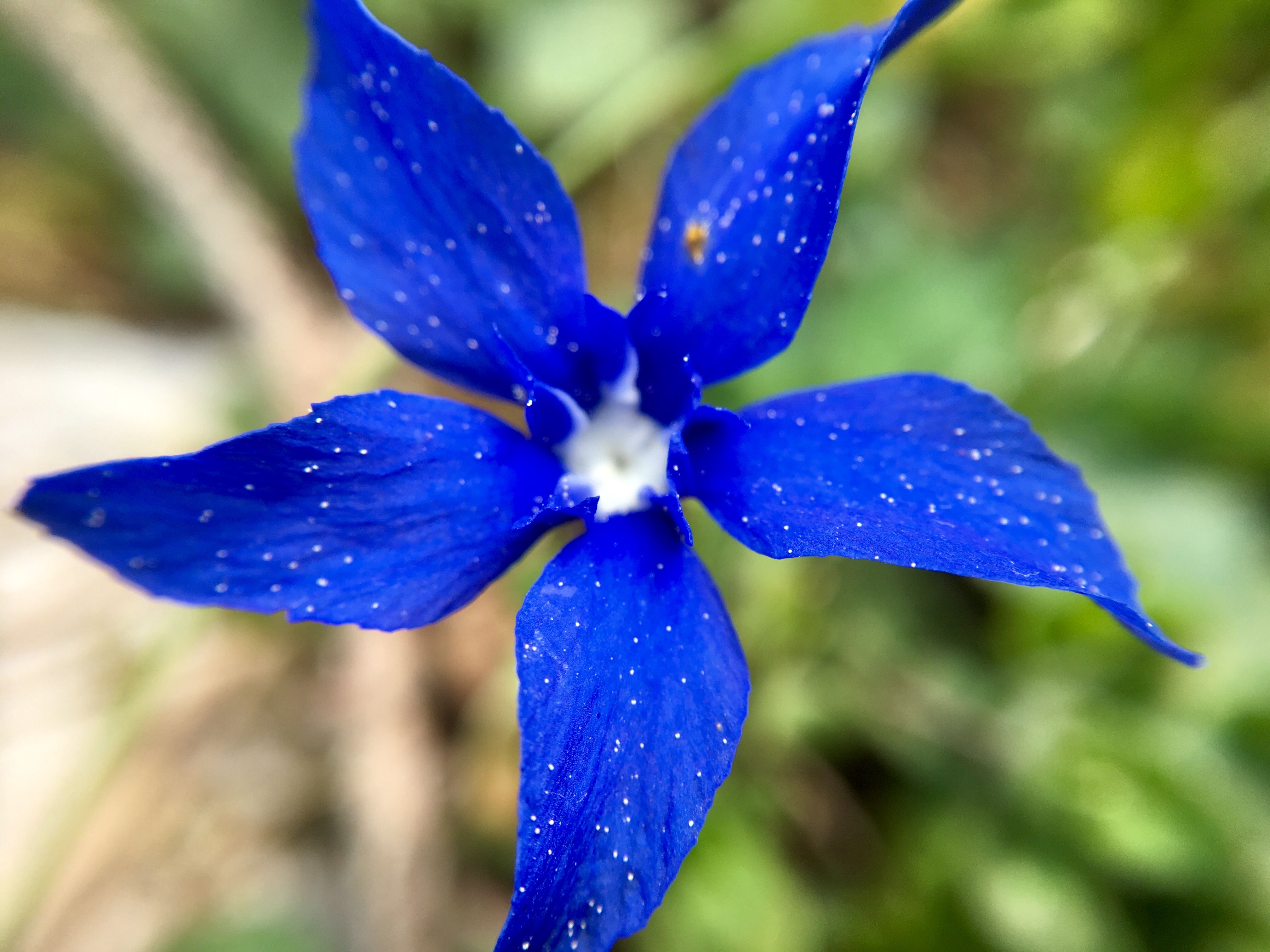 Bewitching Blue Flower Gentiana Of K Nigsee Research On