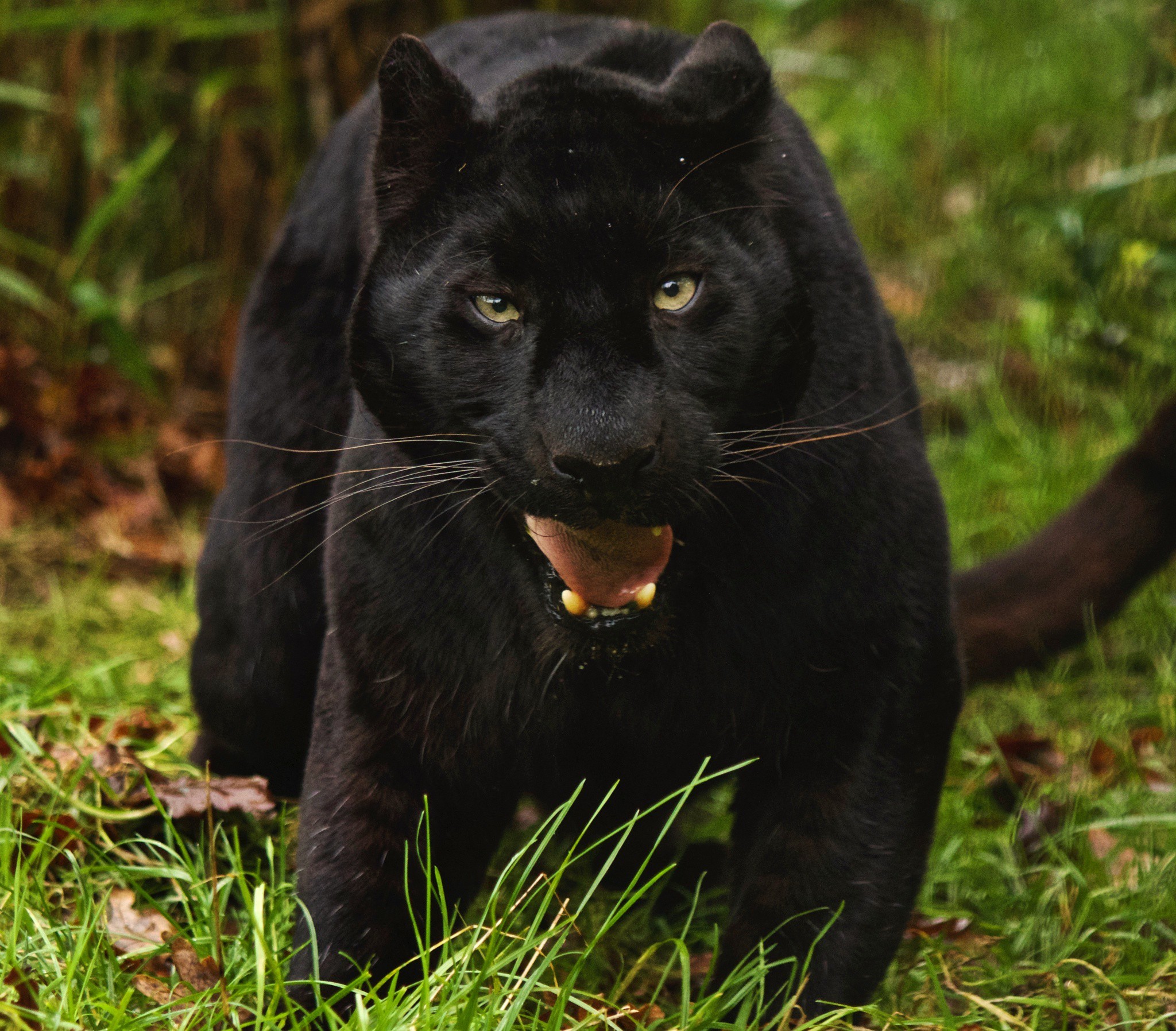 Black Leopard Wallpaper
