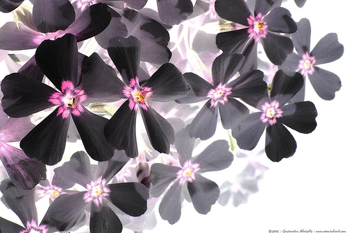 Ji Help Me Real Black Flowers Image Photographs Background