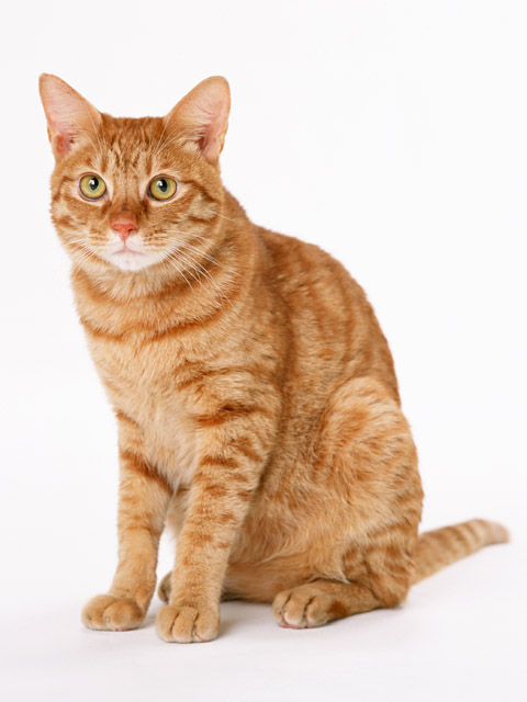 Cat Stock Photo An Orange Isolated On A White Background