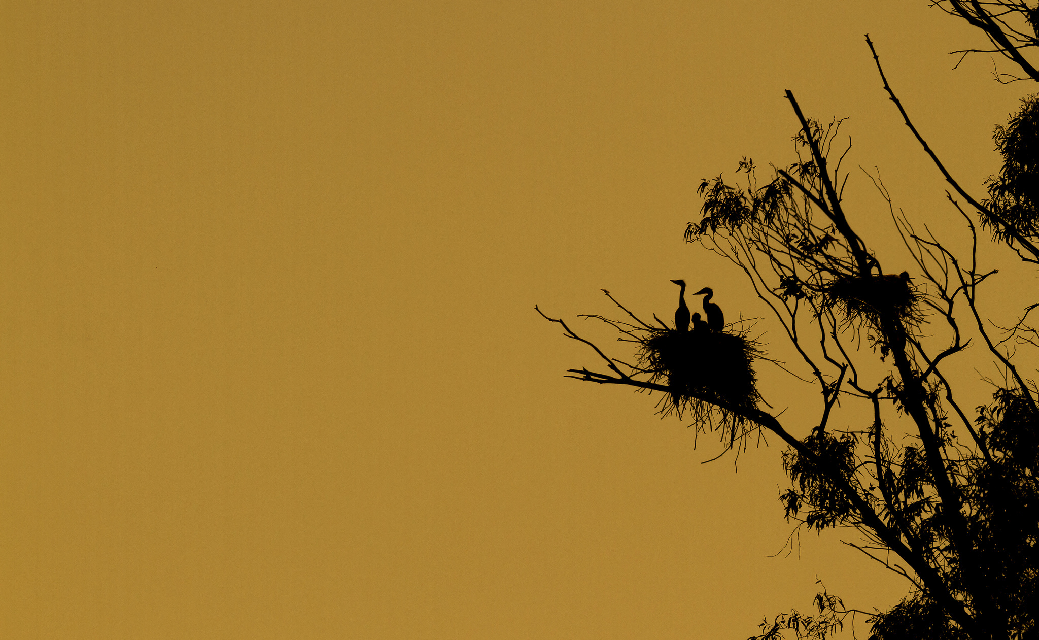 Wallpaper tree bird nest silhouette wallpapers