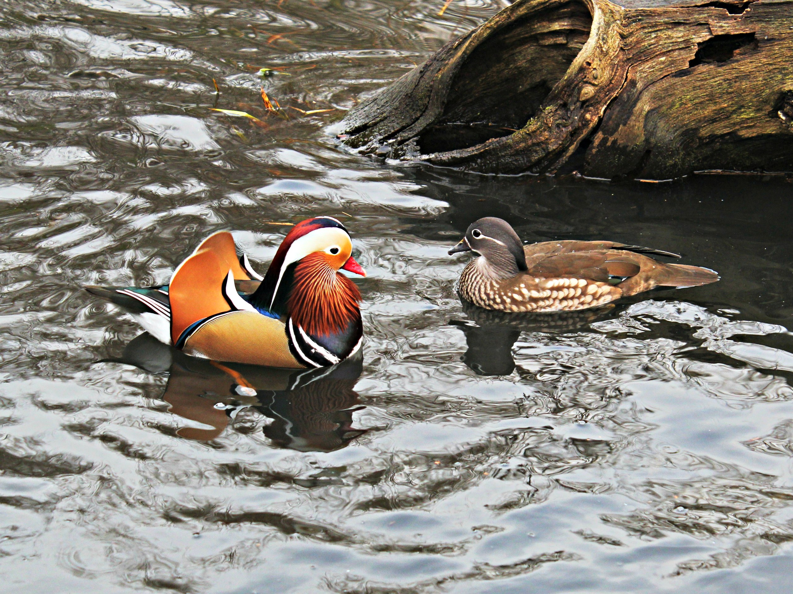 HD Wallpaper Mandarin Ducks Pair