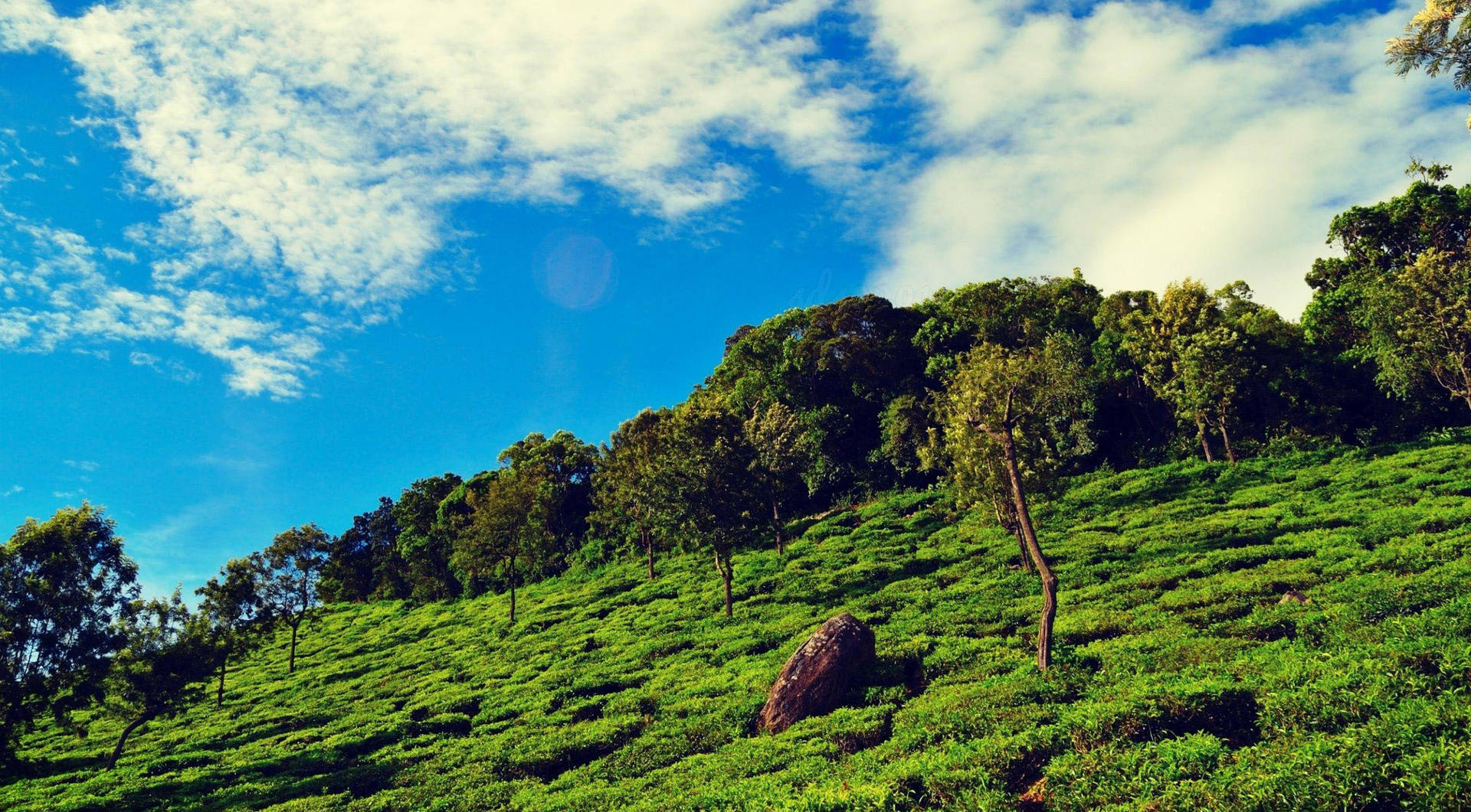Tea Garden Wallpaper